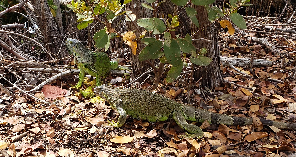 Our interesting visitors