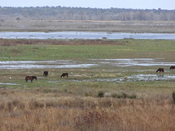 Paynes Prairie Preserve State Park