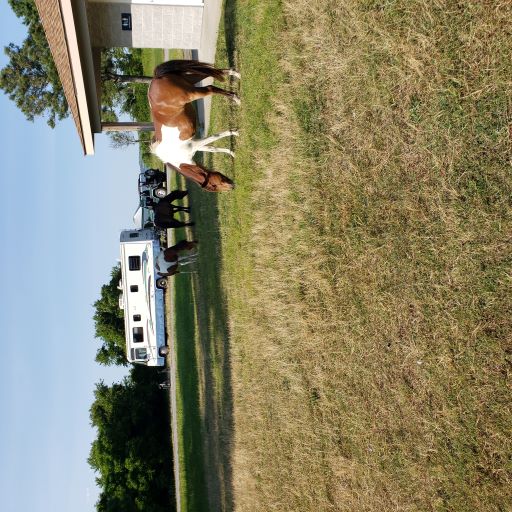 ponies in campground