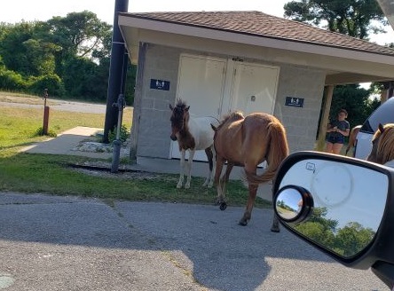 bathhouse with ponies