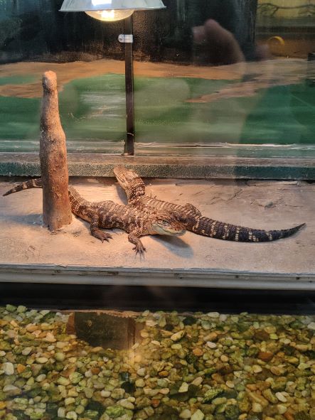 Baby alligators at nature center