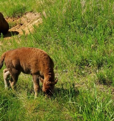 baby bison