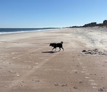 Dog friendly beach