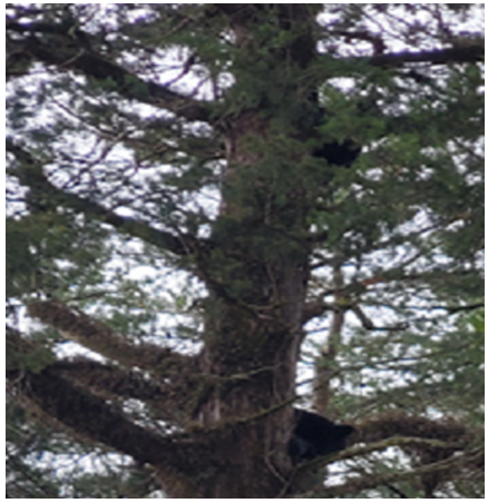 mama bear in tree mama bear in tree