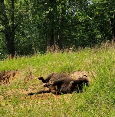 bison resting on ground