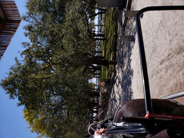 carriage ride carriage ride