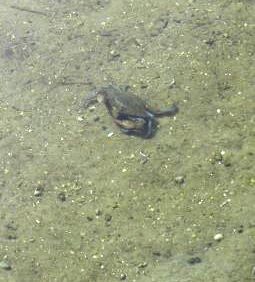 crab in springs Crab_in_Springs1.JPG