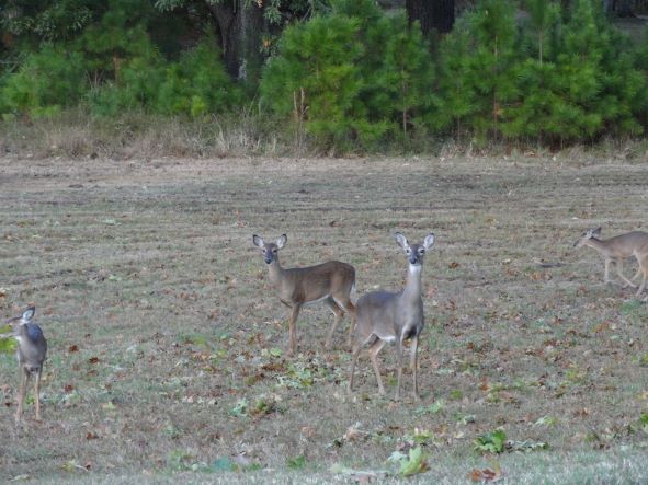 deer in the field