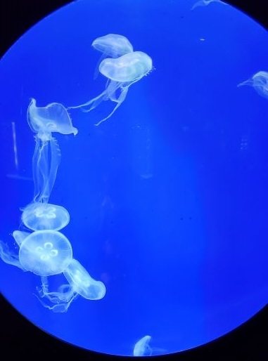 Beautiful jellyfish