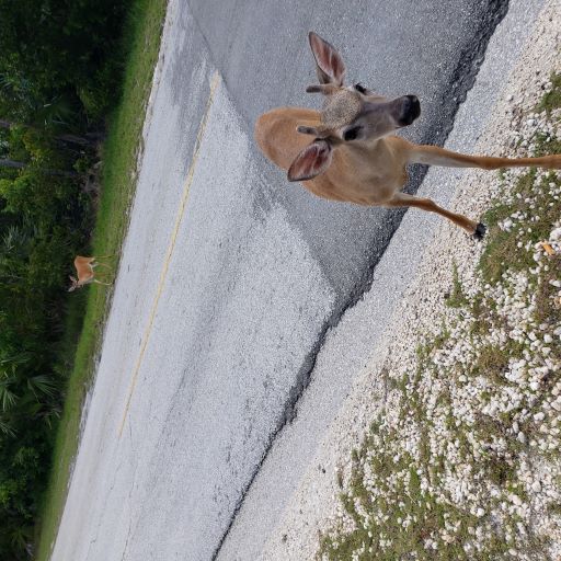Key Deer