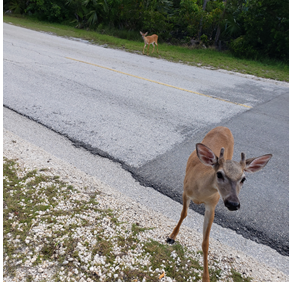 key deer key deer