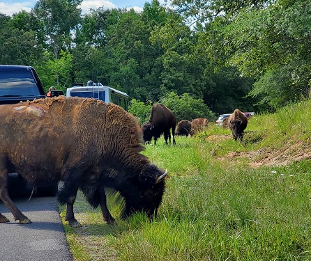 bison bison