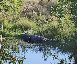 Gator sunning himself. Gator