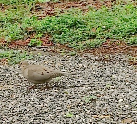 mourning dove mourning dove