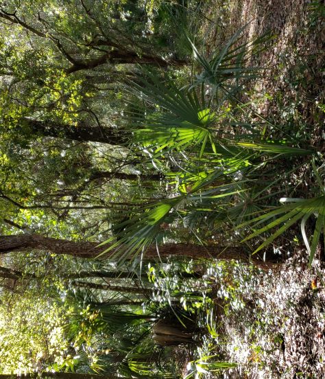 Our camping adventures at Paynes Prairie Preserve State Park in Florida.  A beautiful, "Real Florida", preserve.