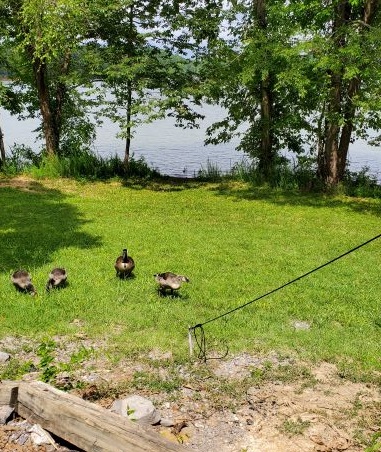 Geese water access