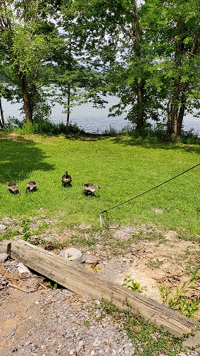 campsite Piney Campground Tennessee and geese campsite Piney Campground Tennessee and geese
