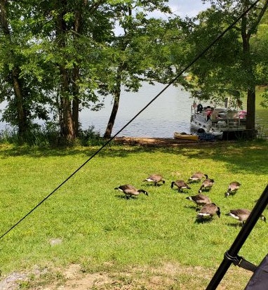 Geese with boat at site