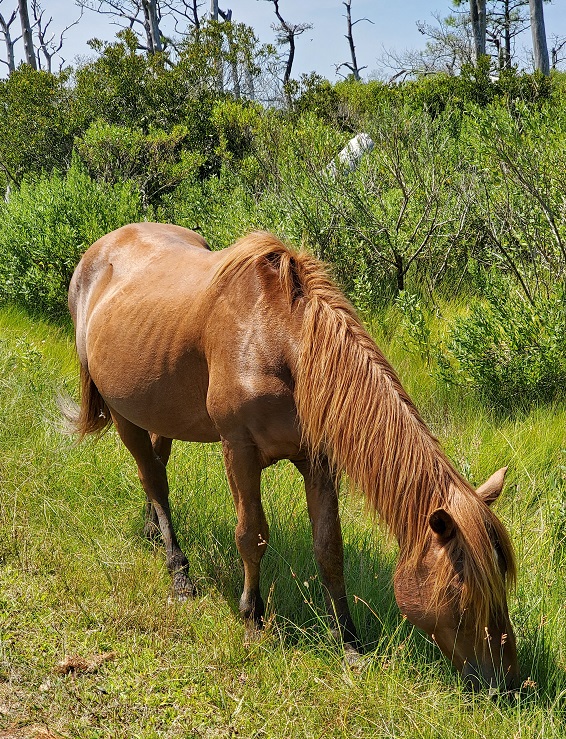wild pony wild pony