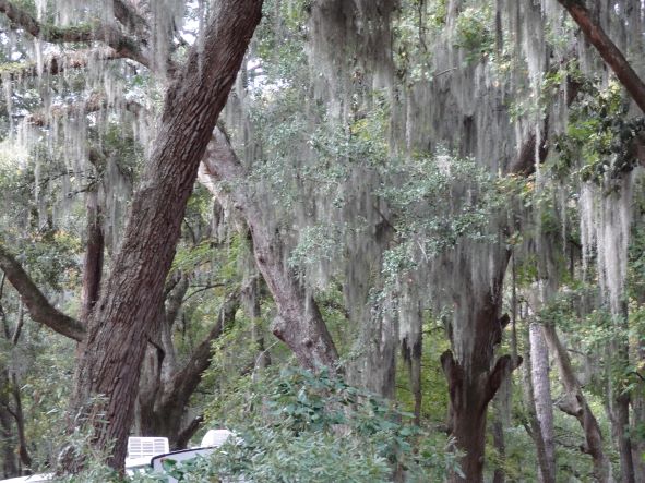 Beautiful trees at campground Beautiful trees at campground