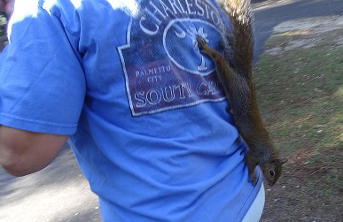 Squirrel on back Squirrel on back