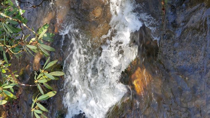 Stream in Smoky Mountains