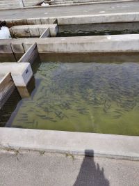 Trout in hatchery
