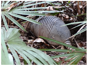 armadillo armadillo
