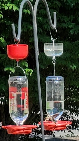 hummingbird feeder